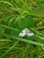 Xanthorhoe montanata