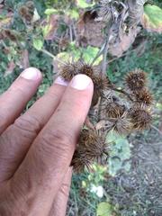 Arctium × nothum