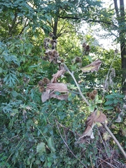 Arctium × nothum