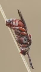 Pasites maculatus