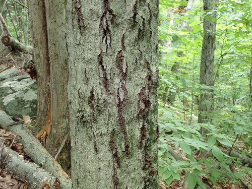 Beech Bark Canker Fungus