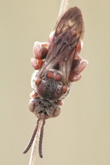 Pasites maculatus