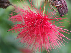 Calliandra tergemina emarginata