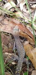Oedura tryoni