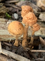 Hypholoma tuberosum