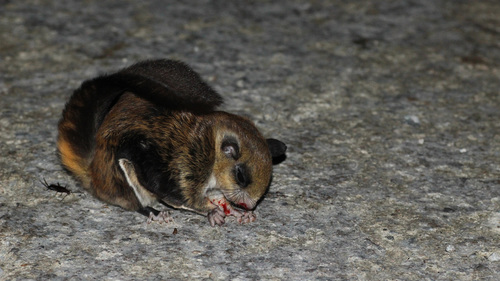 Red-cheeked Flying Squirrel (Hylopetes spadiceus) — Least Concern Mammalia