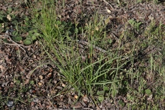 Carex triquetra