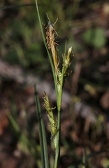 Carex triquetra
