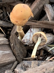 Hypholoma tuberosum