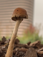 Hypholoma tuberosum
