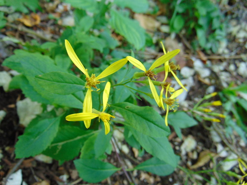 Šumski staračac (Senecio ovatus)