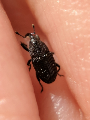 Pseudobaris nigrina