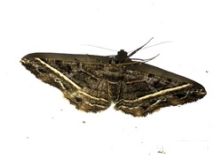 Harutalcis atrostipata