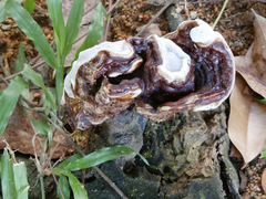 Fungi