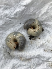 Xyloryctes jamaicensis