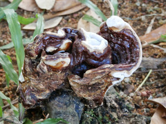 Fungi