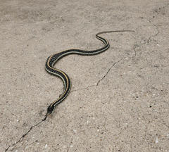 Thamnophis sirtalis annectens