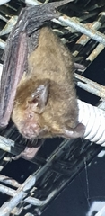 Nyctophilus