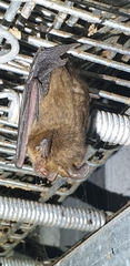 Nyctophilus
