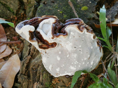 Fungi