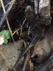 Desmognathus brimleyorum