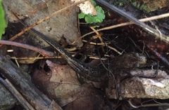 Desmognathus brimleyorum