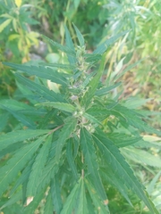 Cannabis sativa spontanea
