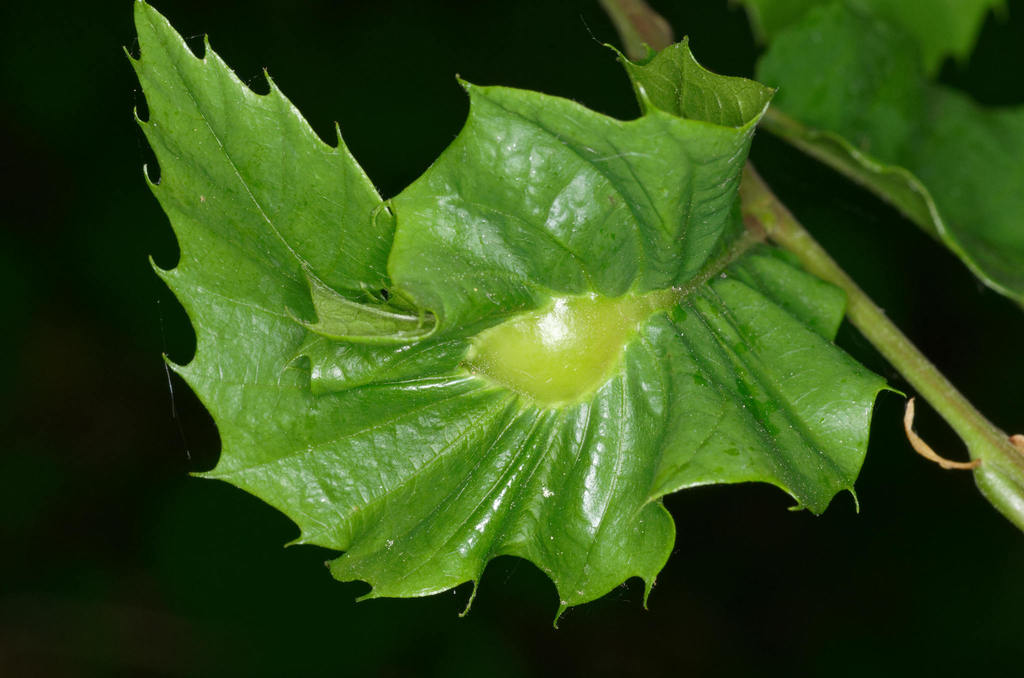 Asian Chestnut Gall Wasp