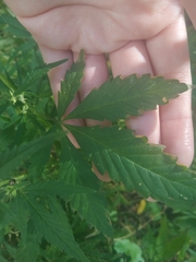 Cannabis sativa spontanea