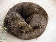 Spotted-Necked Otter photo 5