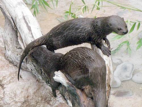 Spotted-necked Otter