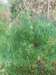 Cannabis sativa spontanea