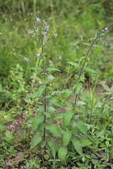 Verbena carolina