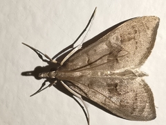 Mecyna asinalis