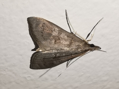 Mecyna asinalis