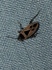 Xanthochilus quadratus