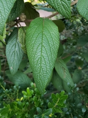 Viburnum rhytidophyllum