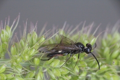 Allantus didymus