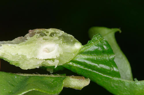 Asian Chestnut Gall Wasp