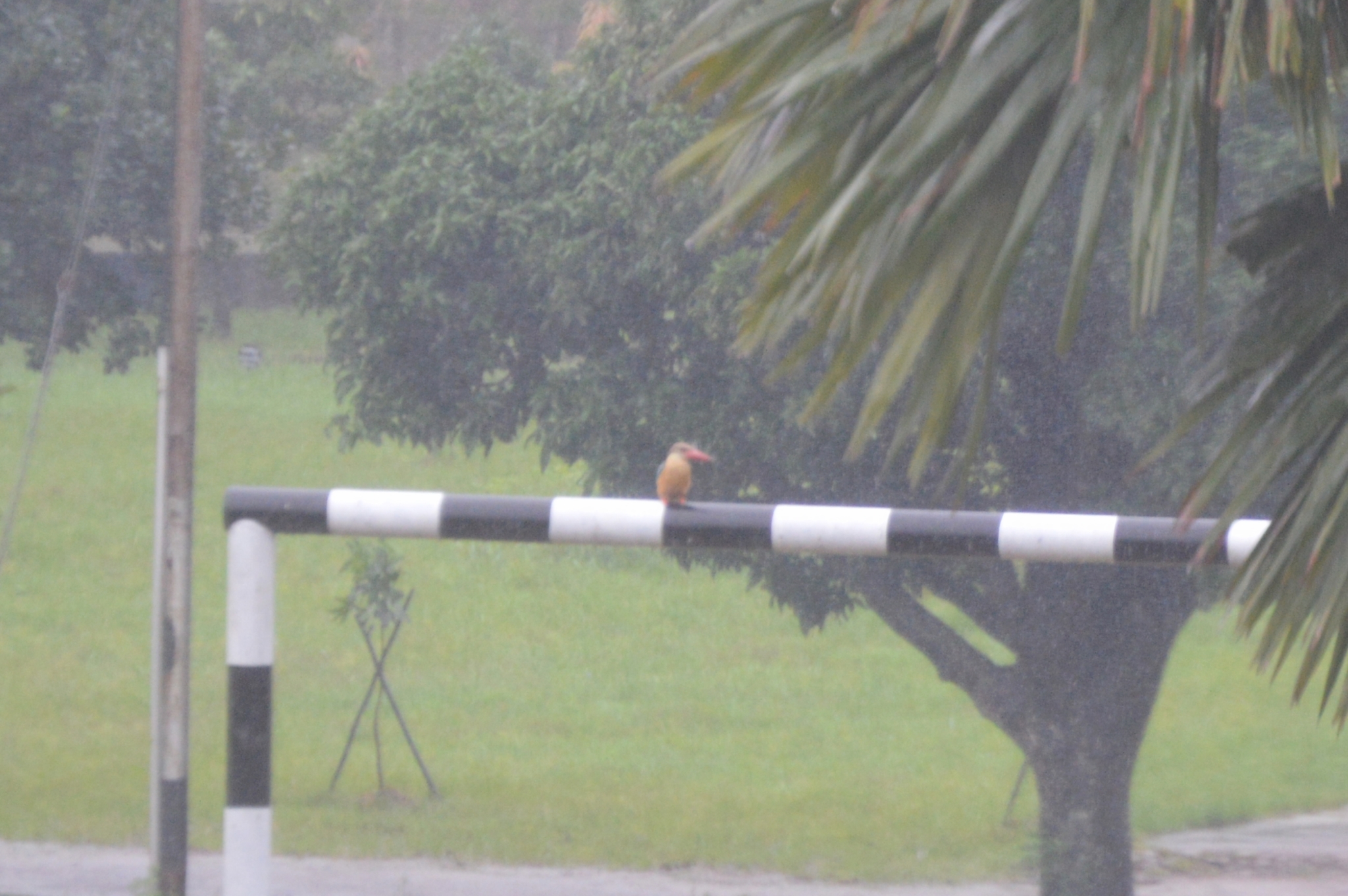 Stork-billed Kingfisher