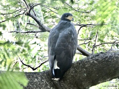 Buteogallus anthracinus