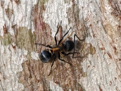 Polyrhachis ornata