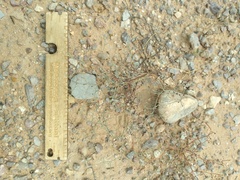 Eriogonum rotundifolium