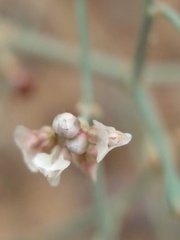 Eriogonum rotundifolium