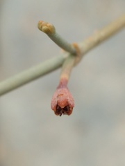 Eriogonum rotundifolium