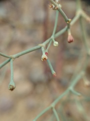 Eriogonum rotundifolium