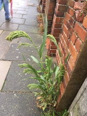 Panicum miliaceum miliaceum