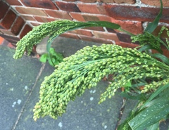 Panicum miliaceum miliaceum