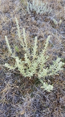 Atriplex gardneri