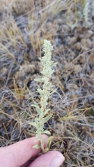 Atriplex gardneri